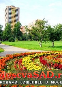 Озеленение города в Москве