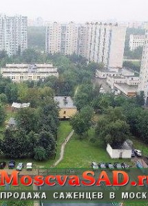Озеленение района в Москве